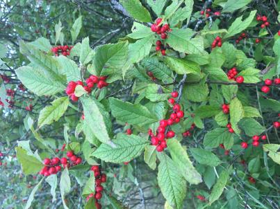 column FRUIT