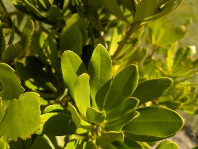 LEAF