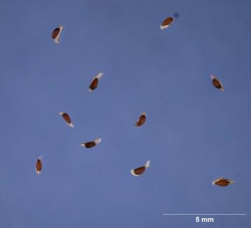 SEED