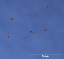 SEED