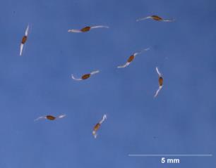 SEED