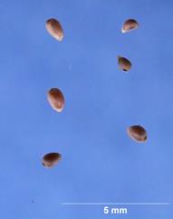 SEED