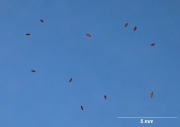 SEED