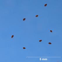 SEED