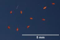 SEED