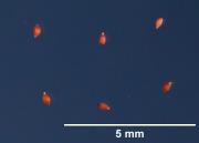 SEED