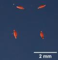 SEED