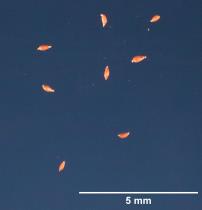 SEED