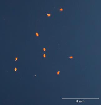 SEED
