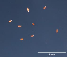 SEED