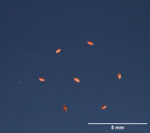 SEED