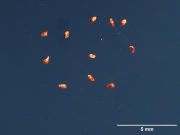 SEED