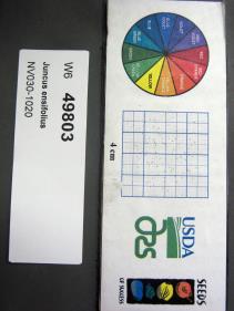 Click for 1 image(s) for this accession. SEED