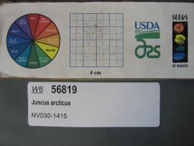 SEED