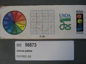 SEED