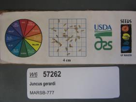 SEED