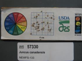 SEED