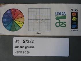 SEED