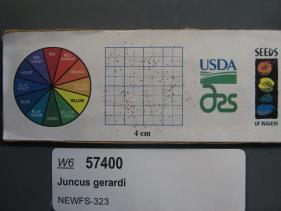 SEED
