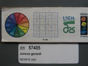 SEED