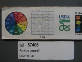 SEED