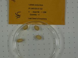 Click for 1 image(s) for this accession.