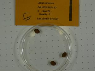Click for 1 image(s) for this accession.