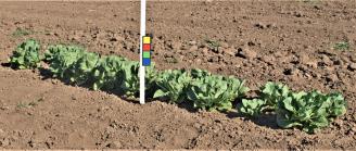Click for 1 image(s) for this accession. FIELD