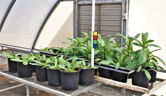 column GREENHOUSE