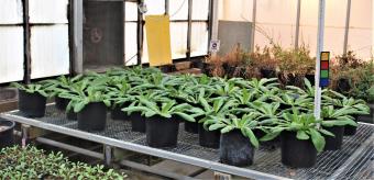 column GREENHOUSE