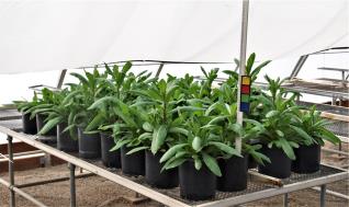 column GREENHOUSE