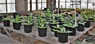 column GREENHOUSE