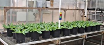 column GREENHOUSE