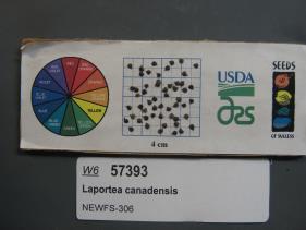 SEED