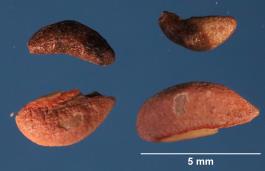 SEED