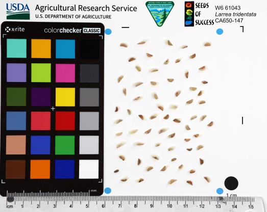SEED