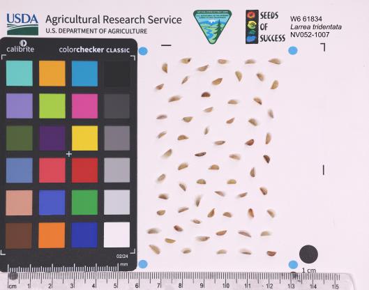 Click for 1 image(s) for this accession. SEED