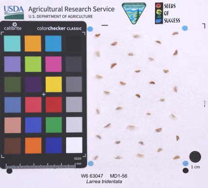 SEED