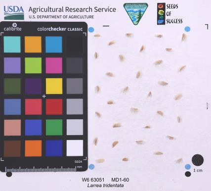 SEED