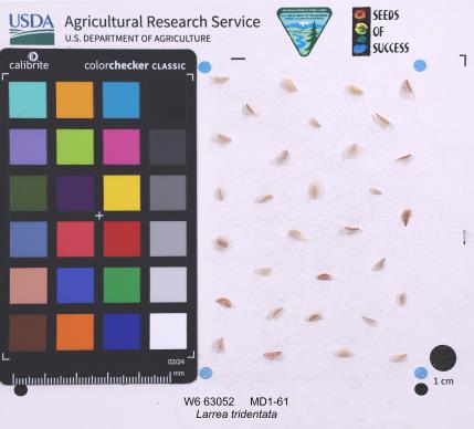 SEED