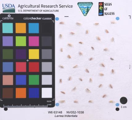SEED