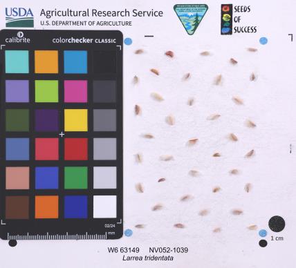 SEED