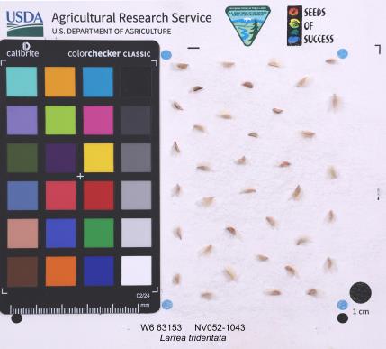 SEED