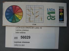 Click for 1 image(s) for this accession. SEED