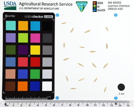 Click for 1 image(s) for this accession. SEED