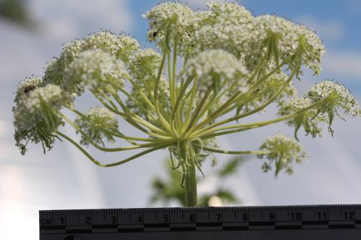 column UMBEL