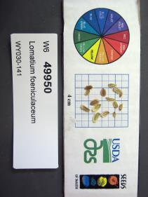 SEED