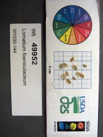 Click for 1 image(s) for this accession. SEED