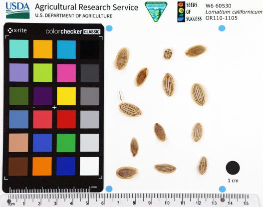 SEED