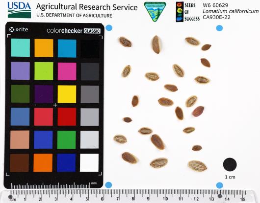 SEED